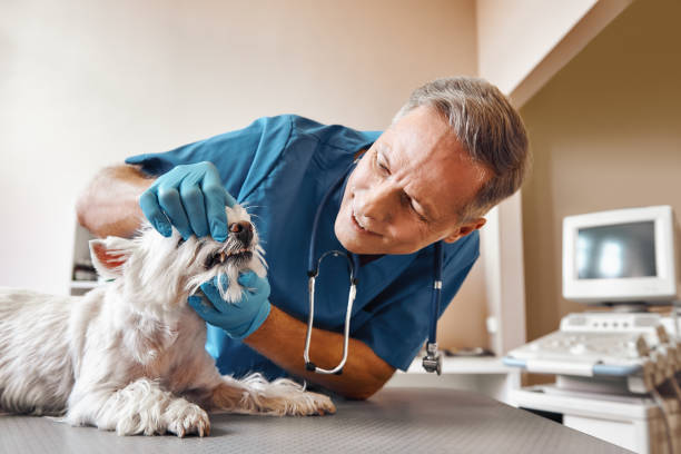 Best Root Canal Emergency Dentist  in Bessemer, MI
